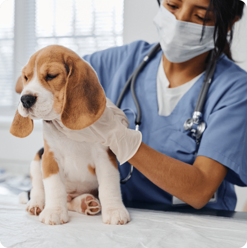 How Businesses Can Leverage With Our US Veterinarians Email List